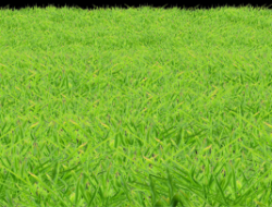 Grass Fertilizer Company That Nurtures Your Green Spaces